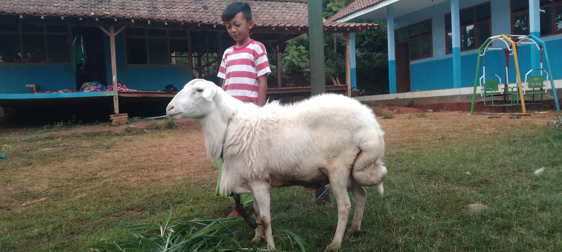 Salah satu kambing qurban di PP. Al-Fatih As-Syafi'i milik dr.Erina