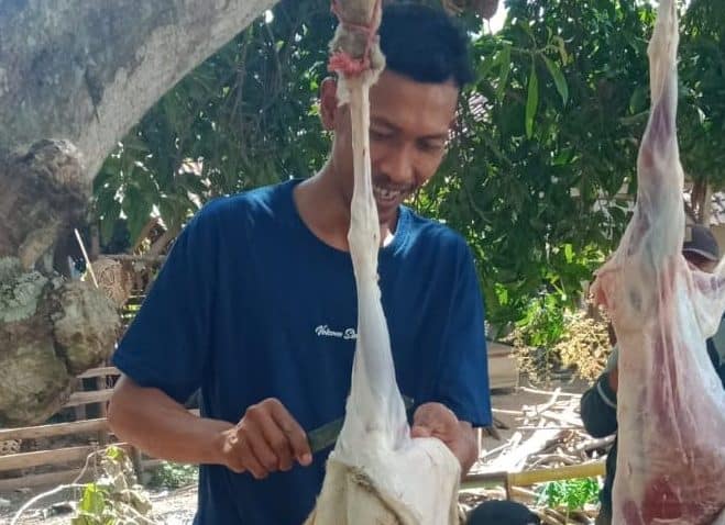 Berita Kurban Idul Adha 1445 H/2024 M di Pondok Pesantren Al-Fatih As-Syafi'i